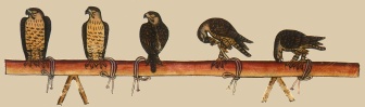 art of falconry, 2